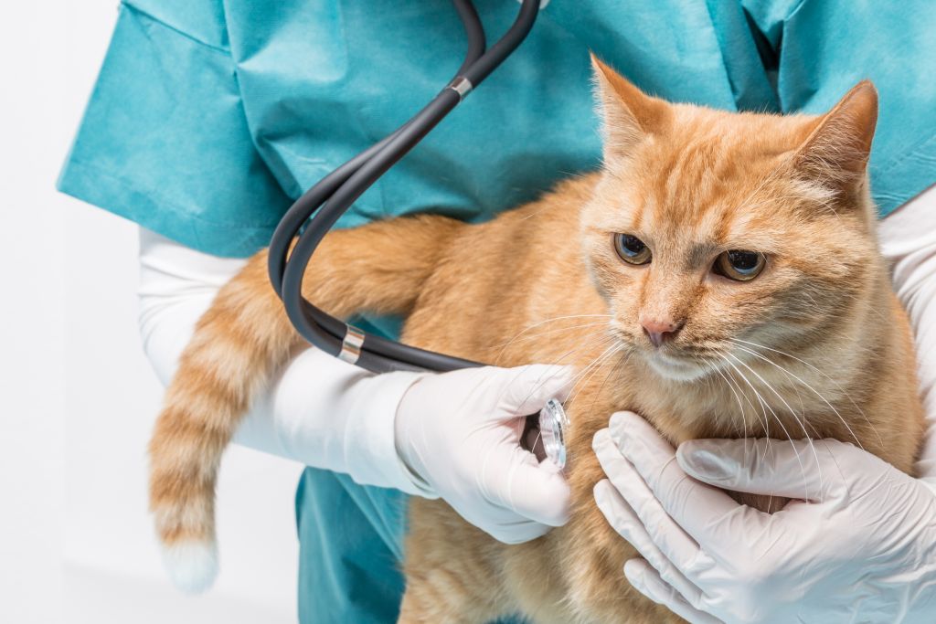 Cat Being Examined at Vet Cat Being Examined at Vet