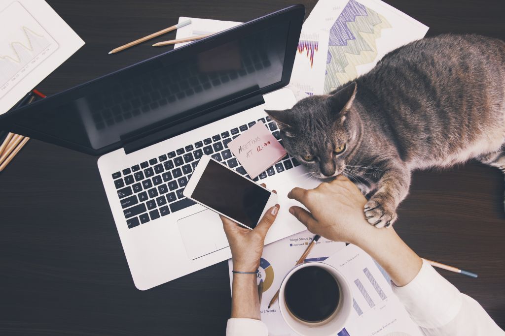 Cat on Laptop While Woman is Trying To Work from Home Cat on Laptop While Woman is Trying To Work from Home