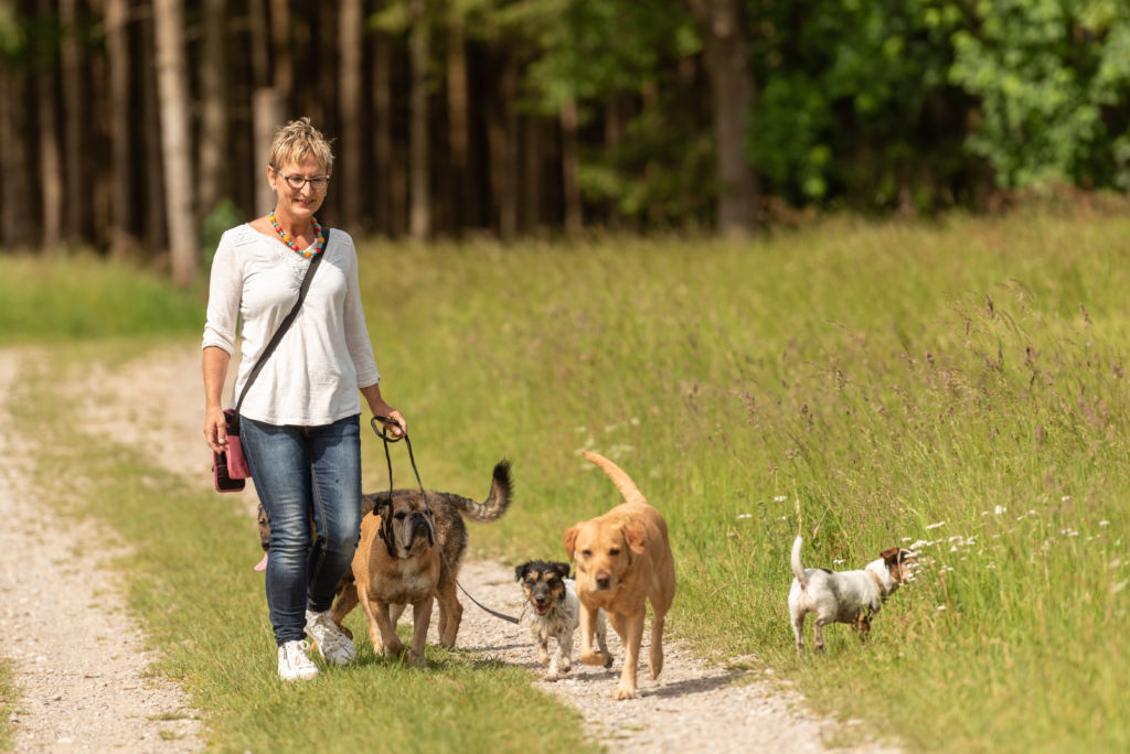 Woman Walking Dogs on Nature Trail Woman Walking Dogs on Nature Trail