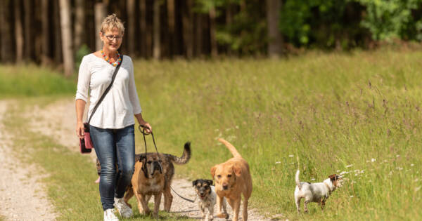 Woman Walking Dogs on Nature Trail